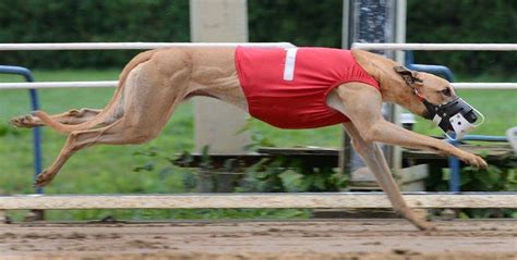 Greyhound racing has been a popular sport for decades, and it has been featured in numerous films throughout history. From heartwarming stories to thrilling action scenes, greyhoun...